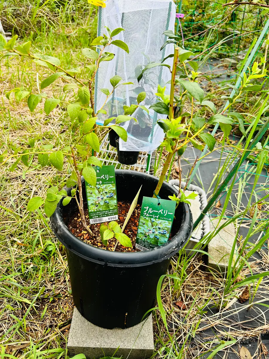 ブルーベリー苗ブリジッタ50本セット③ 園芸ネット本店｜ブルーベリー