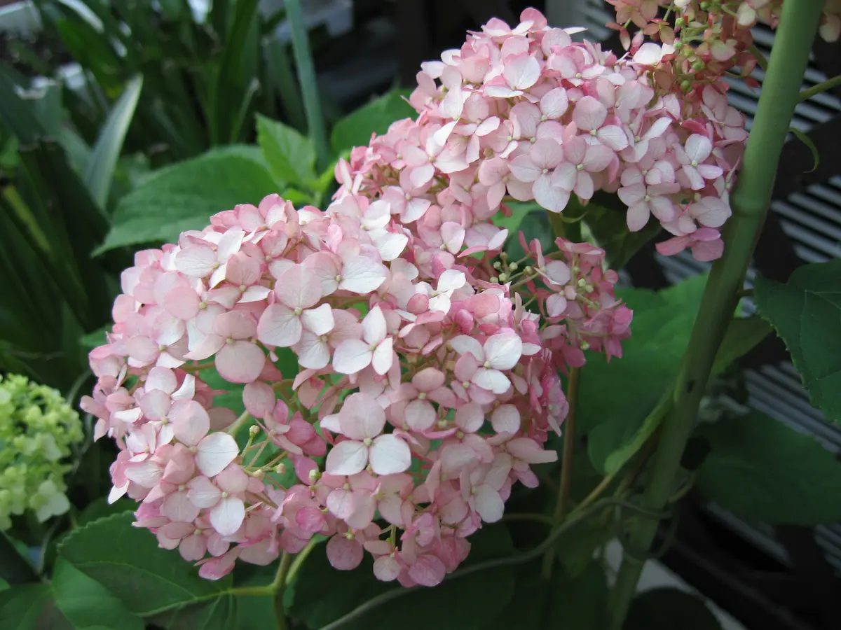 【蕾沢山】ピンクのアナベル2 アメリカ紫陽花 蕾沢山】ピンクのアナベル2 アメリカ紫陽花 蕾沢山】ピンクのアナベル2