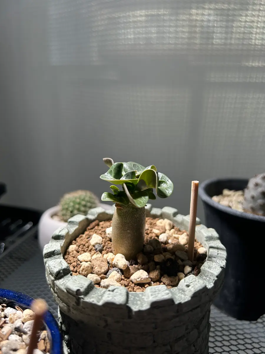 アデニウムドーセットホーンの幼苗の植え替え｜そだレポ（栽培レポート