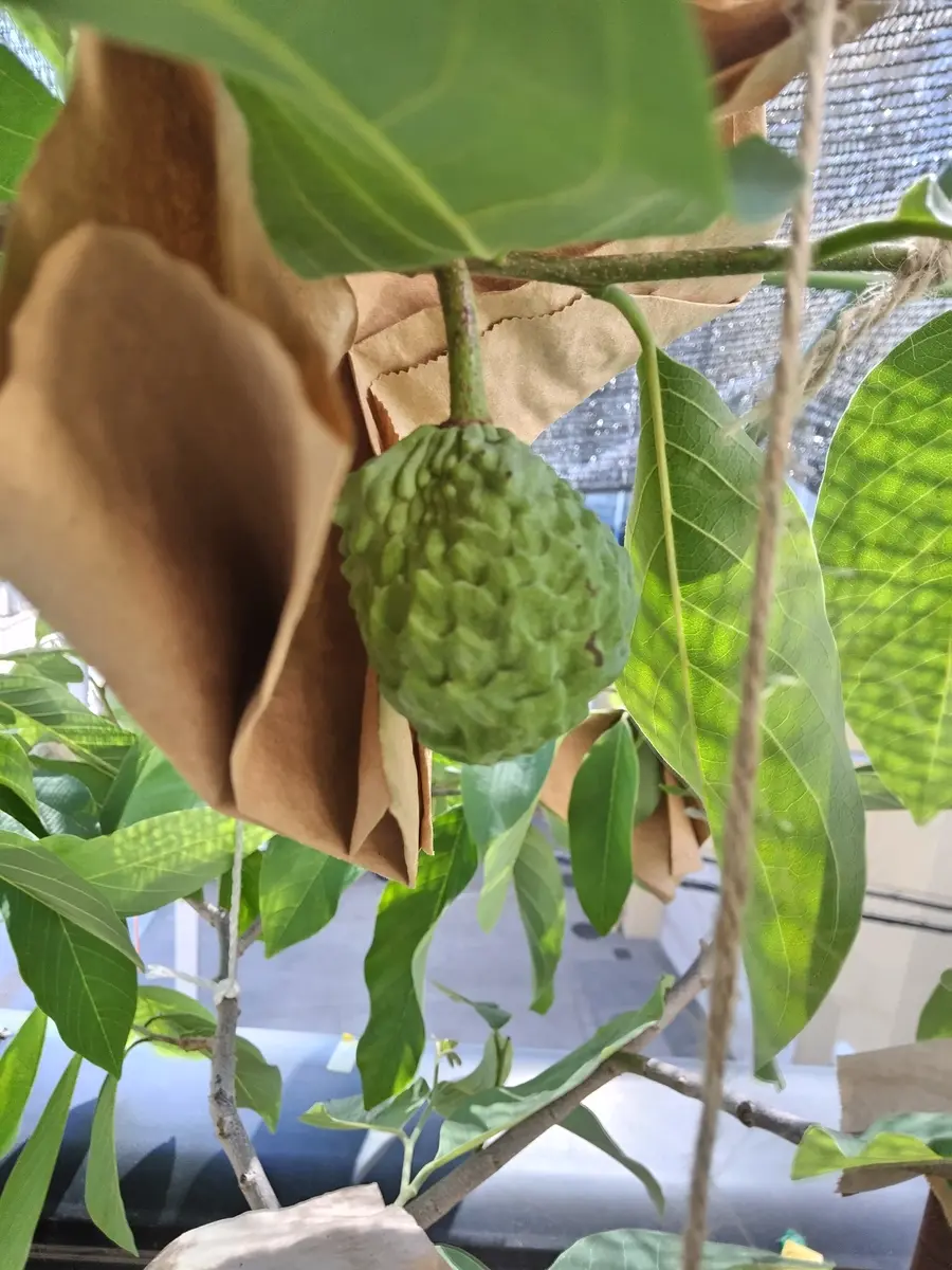 チェリモヤビッグシスター鉢植え｜そだレポ（栽培レポート）by