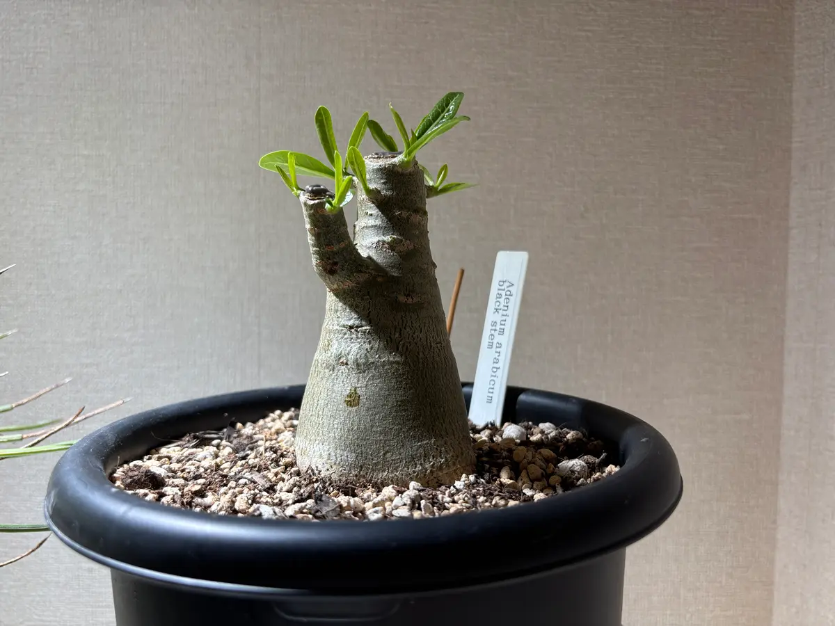 アデニウム アラビカム 盆栽仕立て 実生6年 【公式通販】