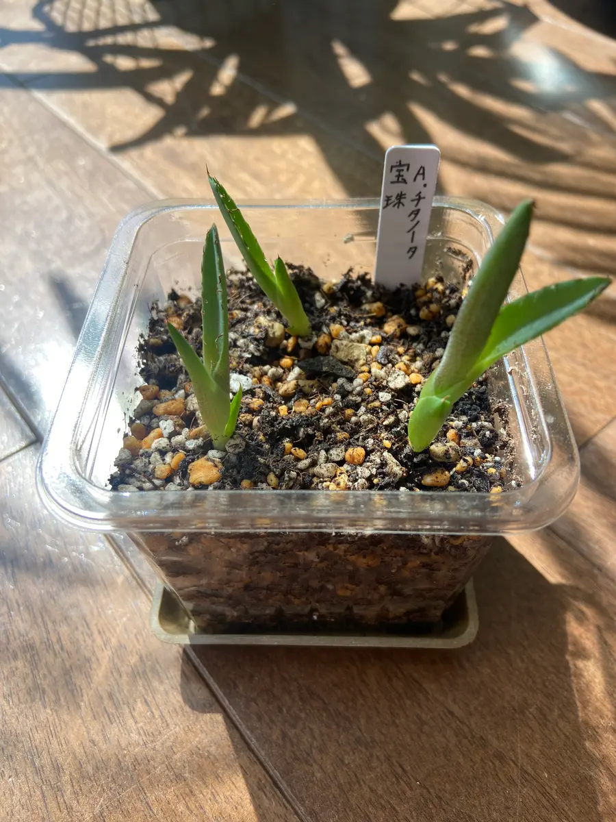 アガベの子株を育てる｜そだレポ（栽培レポート）byみなみのお庭