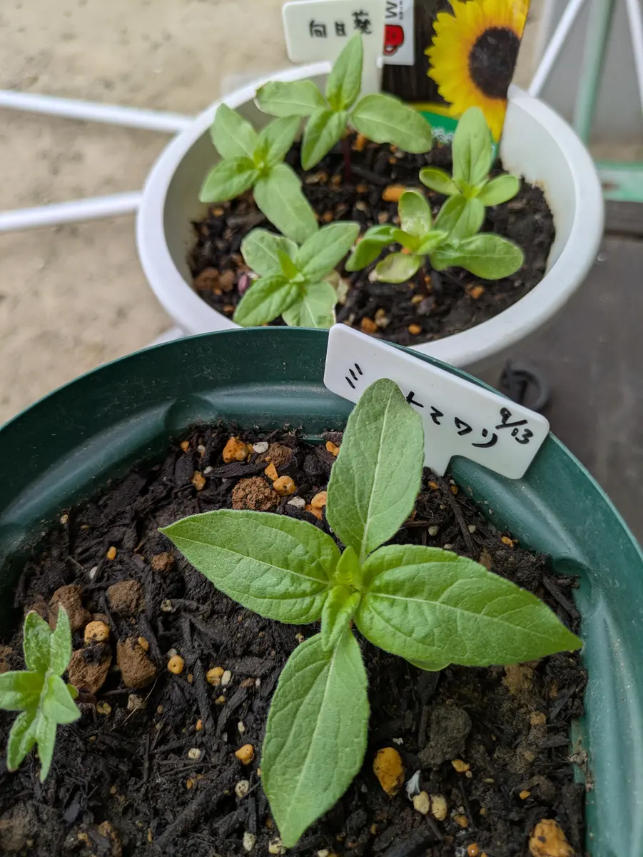 ハロウィン🎃に素敵な向日葵を咲かせたい2025🌱｜そだレポ（栽培