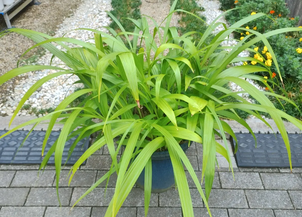 赤紫色の紫蘭の株分け｜そだレポ（栽培レポート）bybulu｜みんなの趣味