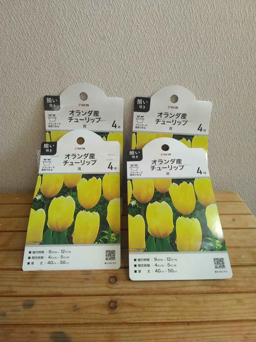 冷蔵 原種系 アイスチューリップ『テータテートタテタ』八重咲き 早く