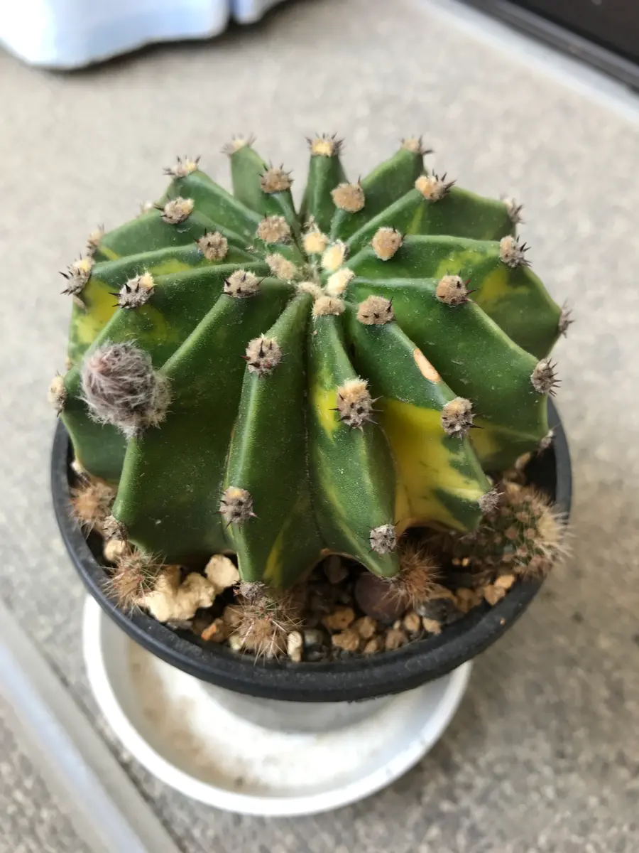 エキノプシス「世界の図」再生プロジェクト｜そだレポ（栽培レポート