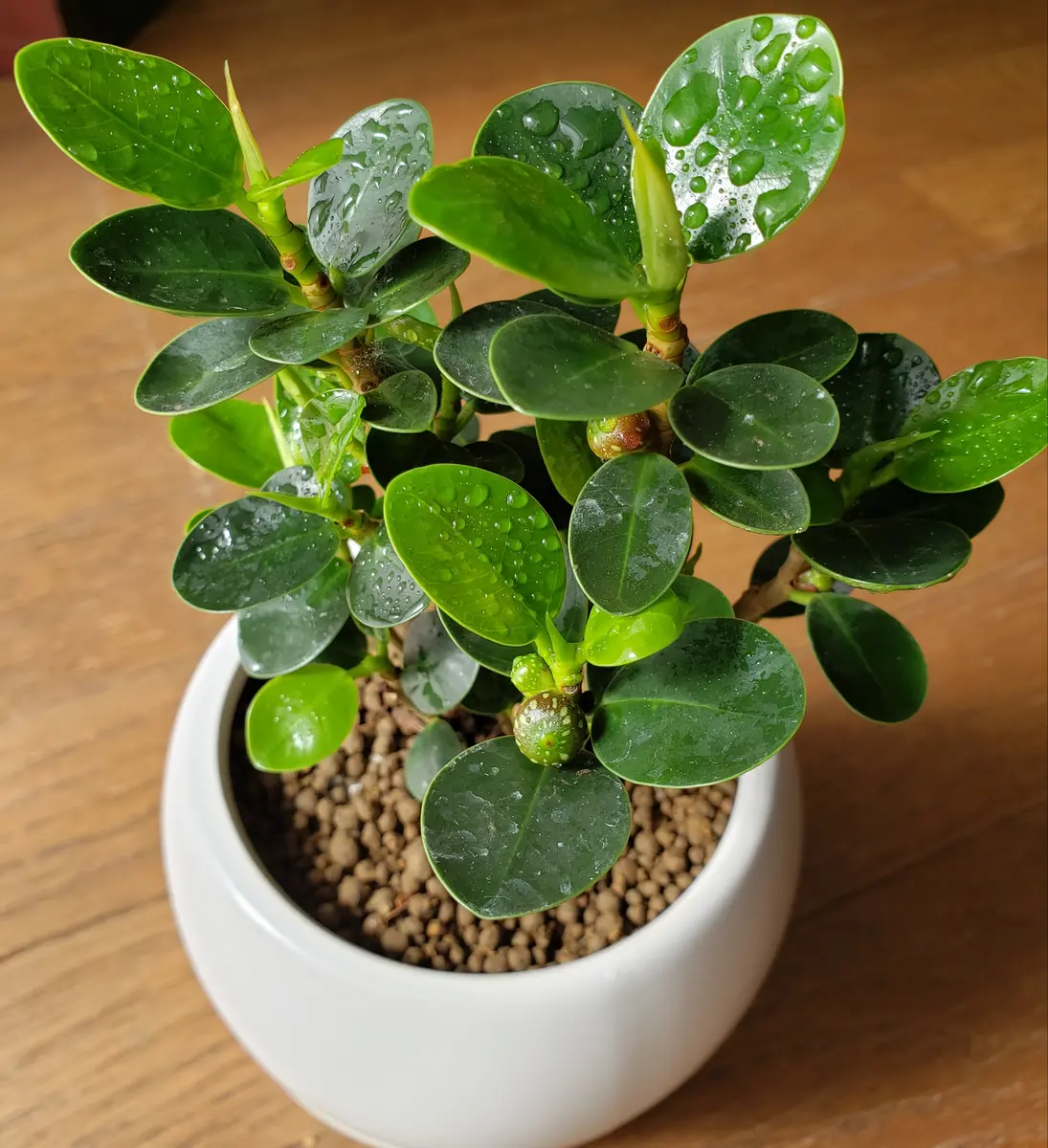 コパンダガジュマル｜そだレポ（栽培レポート）byコパン｜みんなの趣味