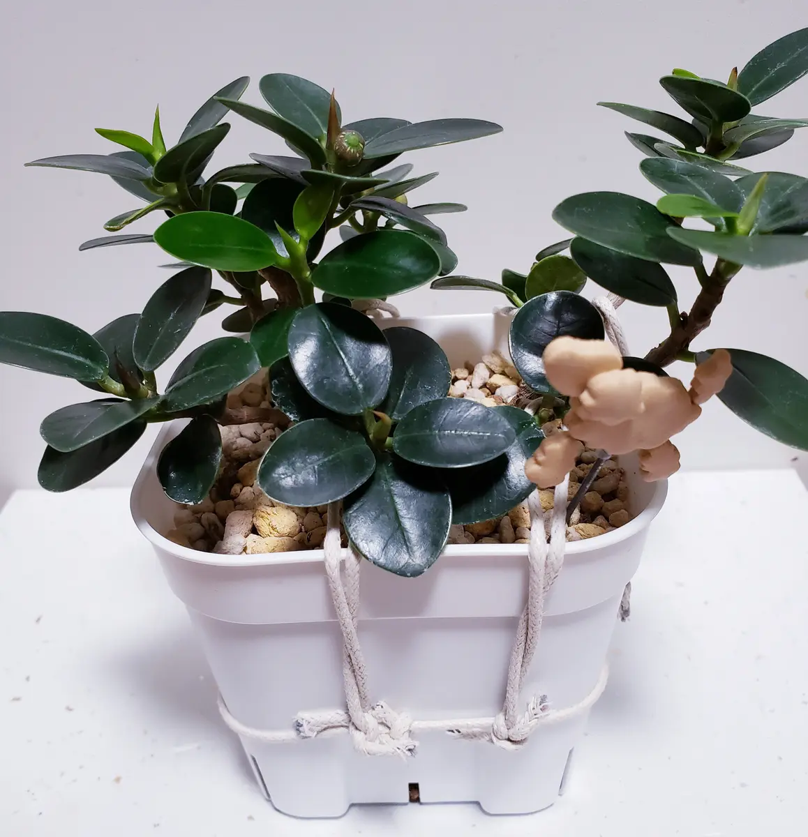 コパンダガジュマル｜そだレポ（栽培レポート）byコパン｜みんなの趣味