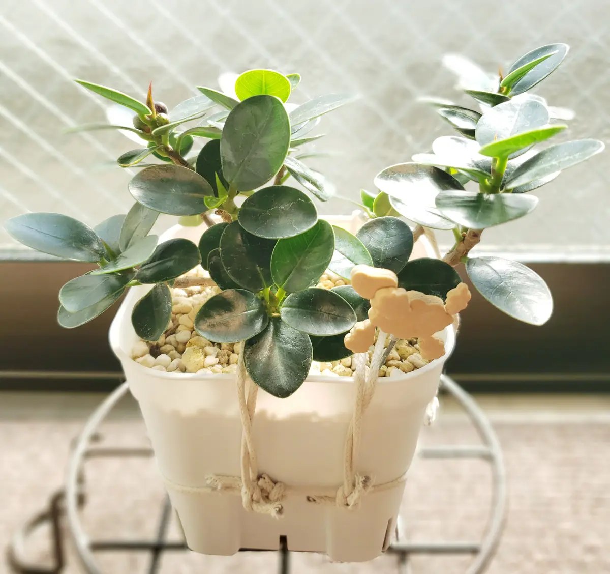 コパンダガジュマル｜そだレポ（栽培レポート）byコパン｜みんなの趣味