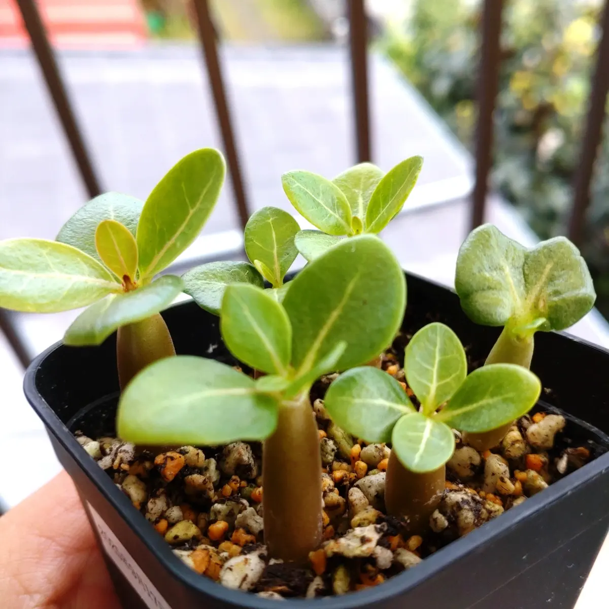 アデニウムアラビカムエイリアン｜そだレポ（栽培レポート）byさて