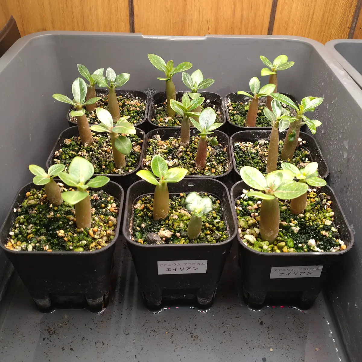 アデニウムアラビカムエイリアン｜そだレポ（栽培レポート）byさて