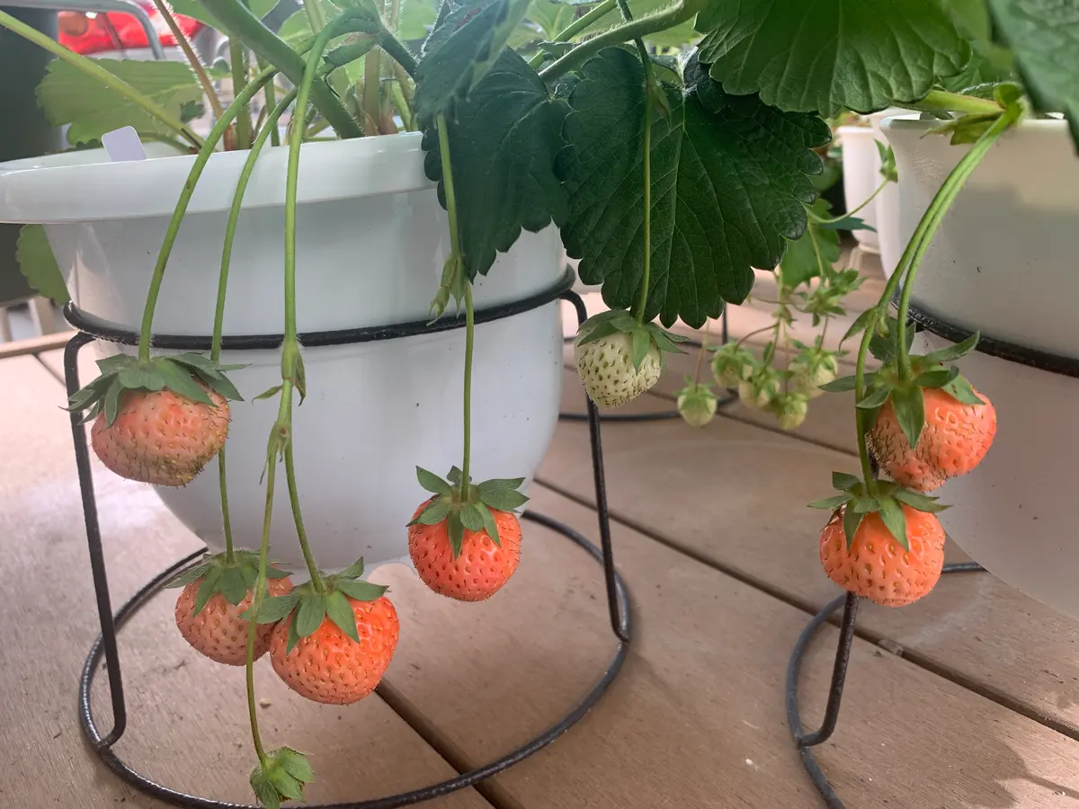 2025年9月〜いちご栽培 備忘録｜そだレポ（栽培レポート）bykozakuran