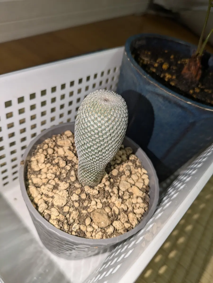 小人の帽子(エピテランサ)を試行錯誤しながら育てる｜そだレポ（栽培