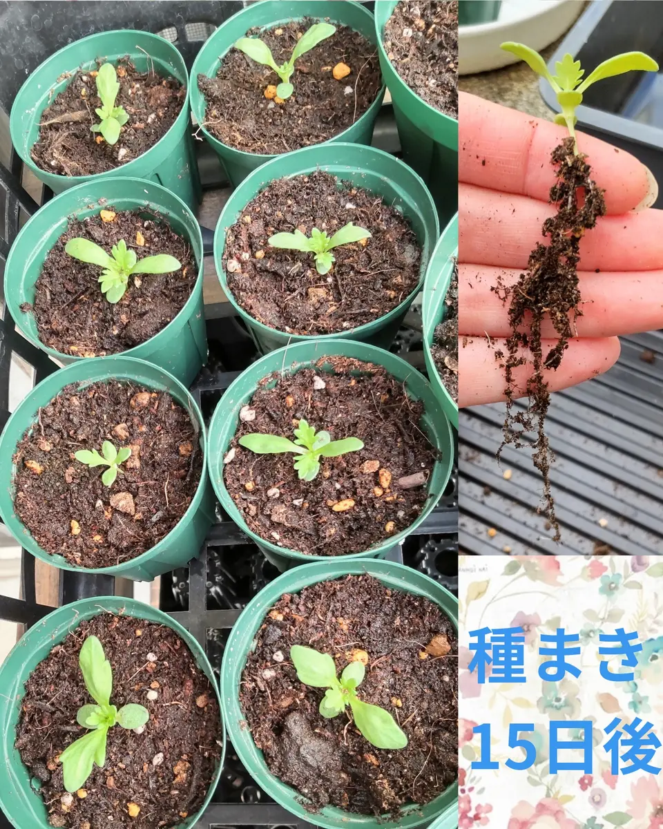 2025年9月 ノースポール種まき｜そだレポ（栽培レポート）byあぴ