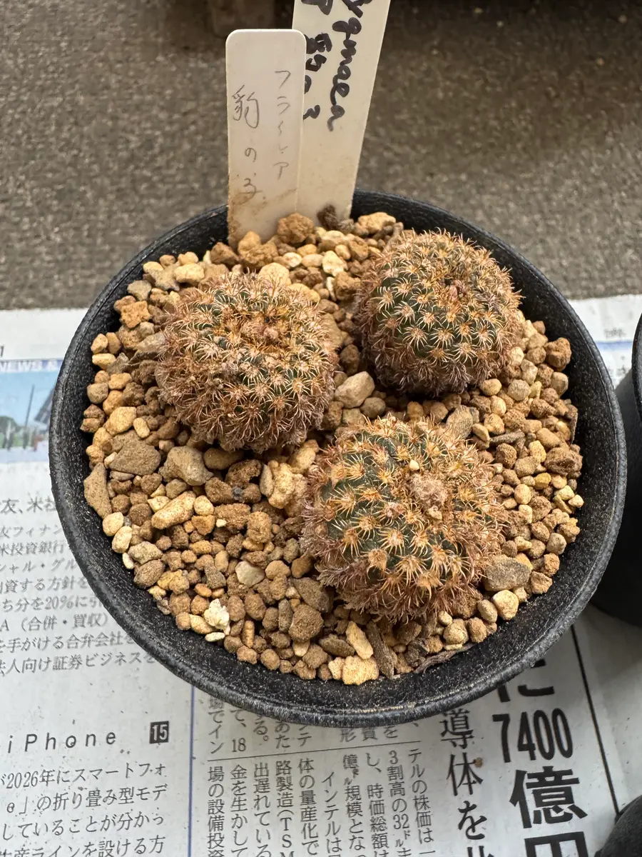 フライレア 豹の子 実生チャレンジ Returns｜そだレポ（栽培レポート