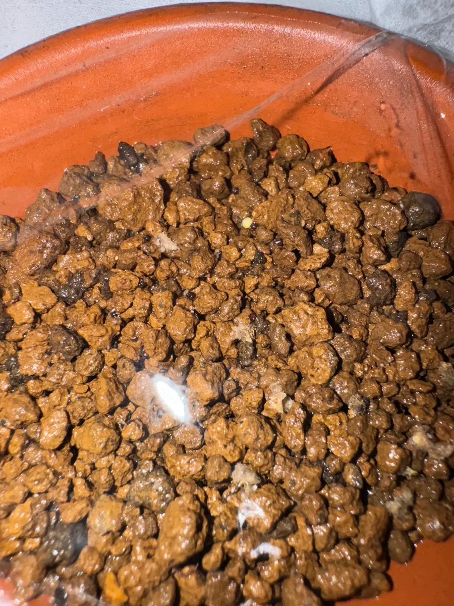 フライレア 豹の子 実生チャレンジ Returns｜そだレポ（栽培レポート