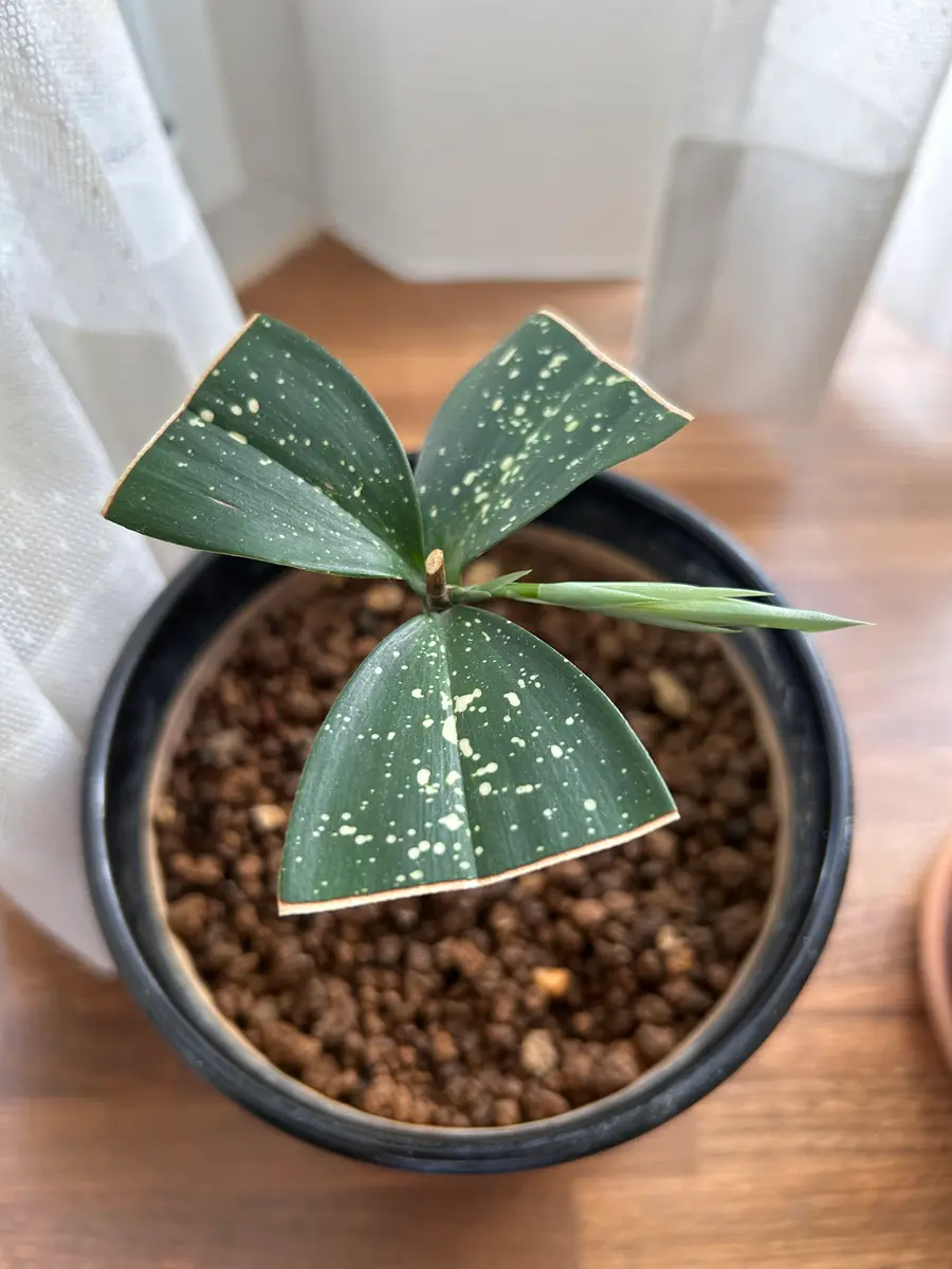 ゴッドセフィアナを水差しから育ててみた｜そだレポ（栽培レポート）by