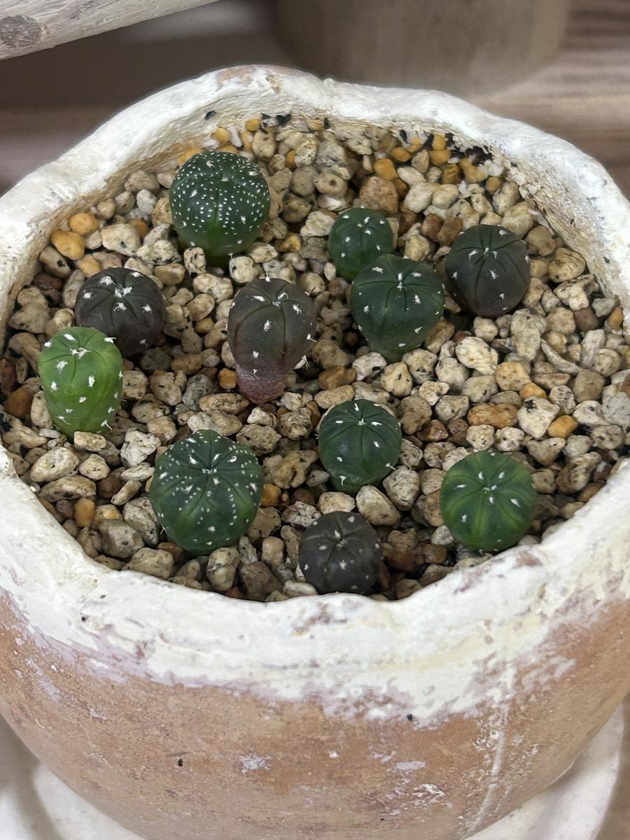 アストロフィツムの実生💚｜植物指定なしのそだレポ（栽培レポート）by