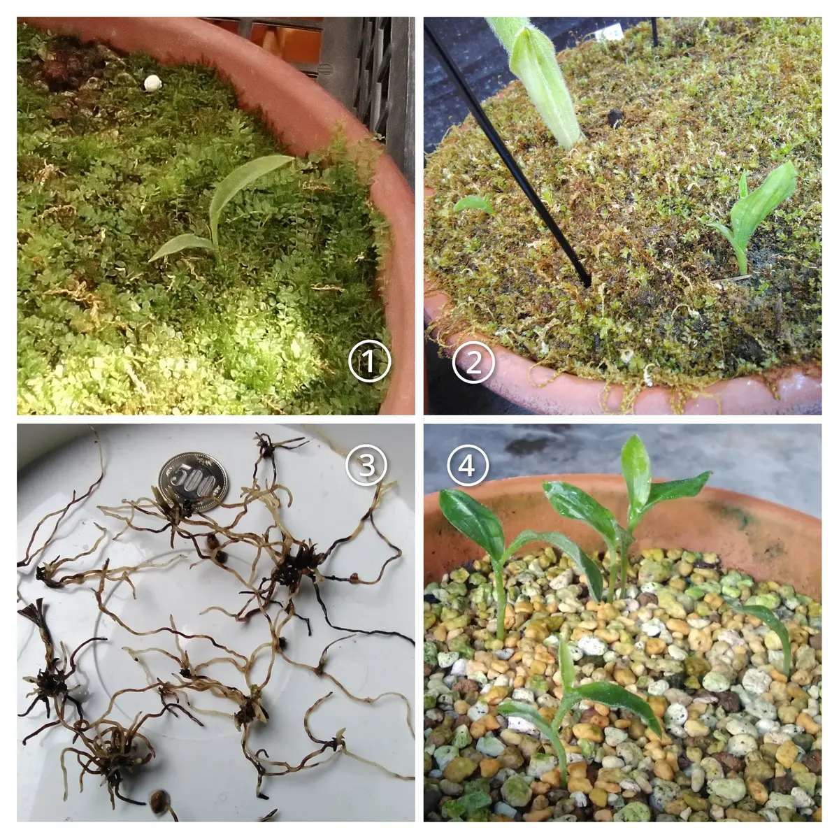 アツモリソウ属種の鉢播き明日へ｜そだレポ（栽培レポート）by地生蘭