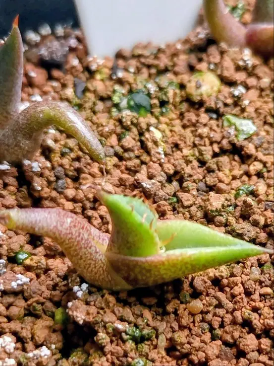 アガベチタノタの実生チャレンジ｜そだレポ（栽培レポート）by種おやじ