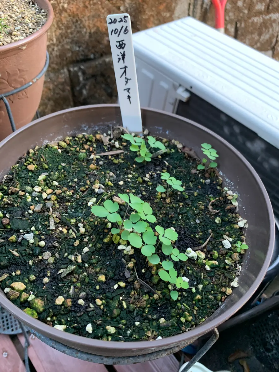 2025秋 自家採種の西洋オダマキの種を蒔いてみる｜そだレポ（栽培