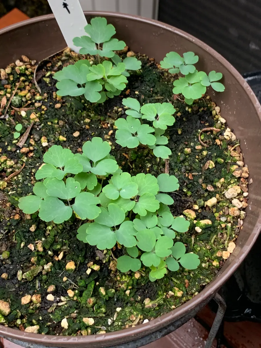 2025秋 自家採種の西洋オダマキの種を蒔いてみる｜そだレポ（栽培