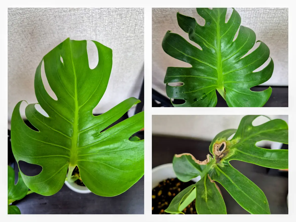 弱ったモンステラを茎伏せで復活させたい｜そだレポ（栽培レポート）by