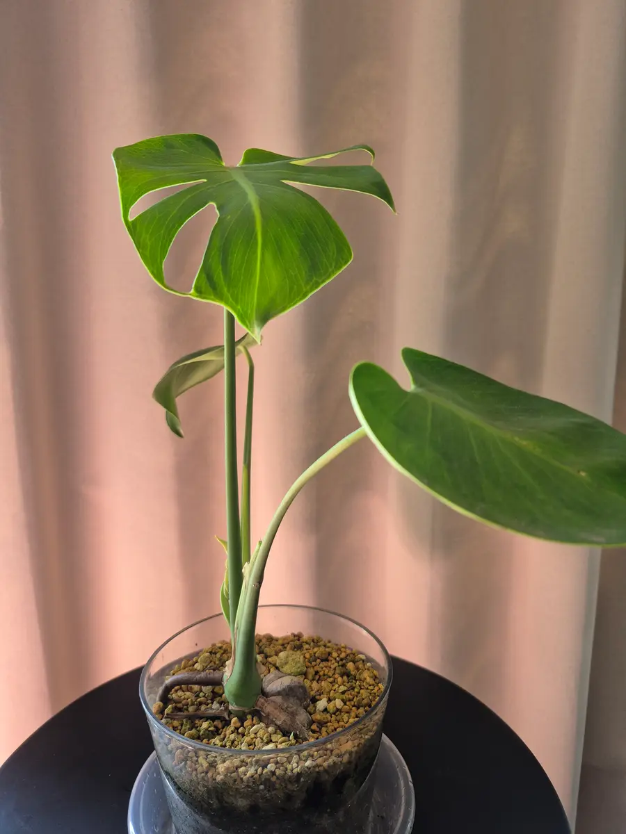 弱ったモンステラを茎伏せで復活させたら綴化した｜そだレポ（栽培