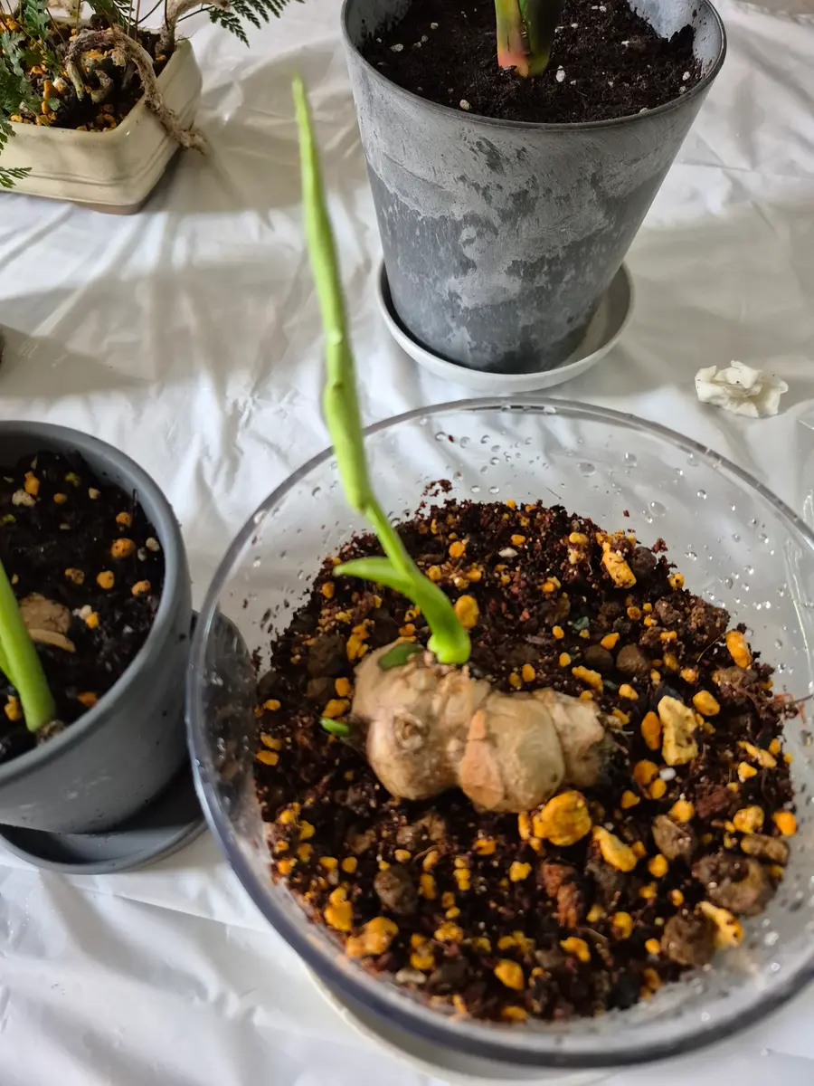 弱ったモンステラを茎伏せで復活させたい｜そだレポ（栽培レポート）by