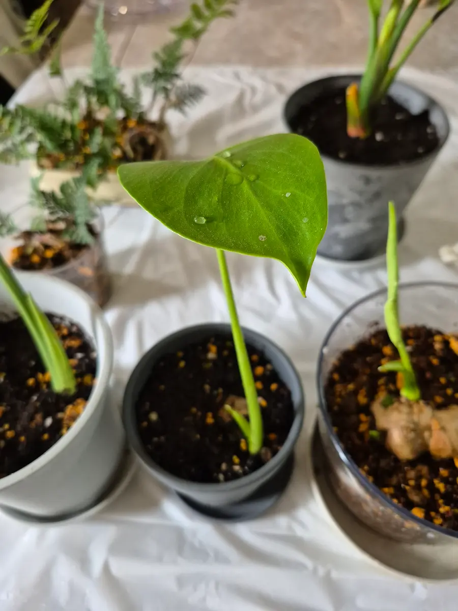 弱ったモンステラを茎伏せで復活させたい｜そだレポ（栽培レポート）by