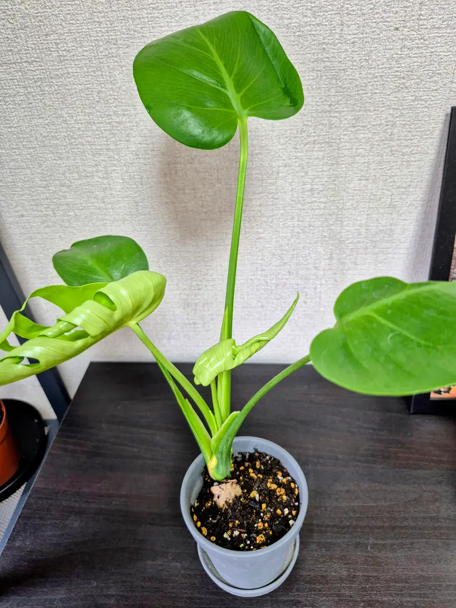弱ったモンステラを茎伏せで復活させたい｜そだレポ（栽培レポート）by