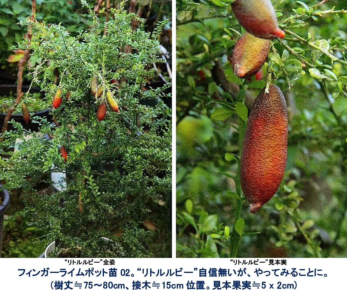 フィンガーライム“リトルルビー”。店員氏お勧め“リトルルビー”自信無い