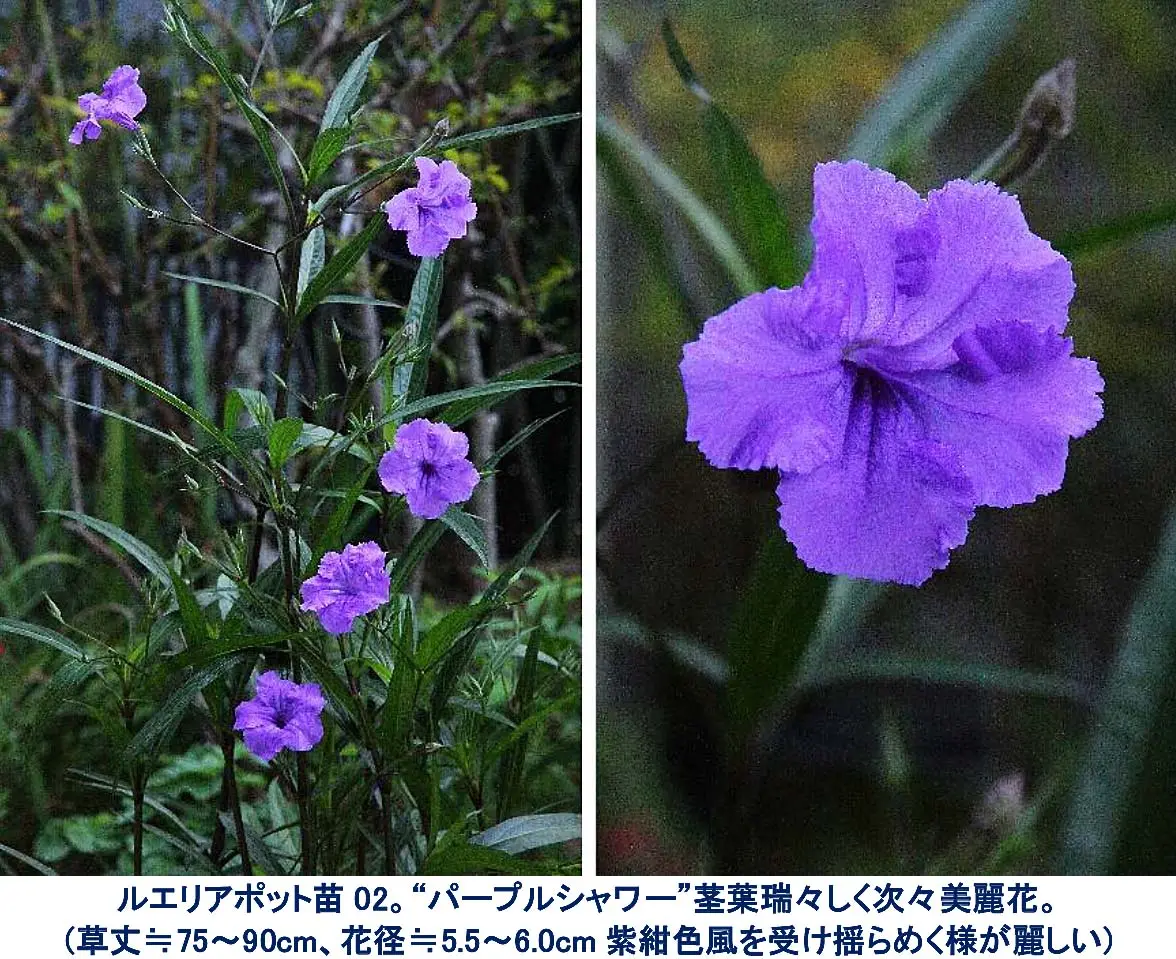 ルエリア“パープルシャワー”。茎葉瑞々しく次々美麗花、風を受け