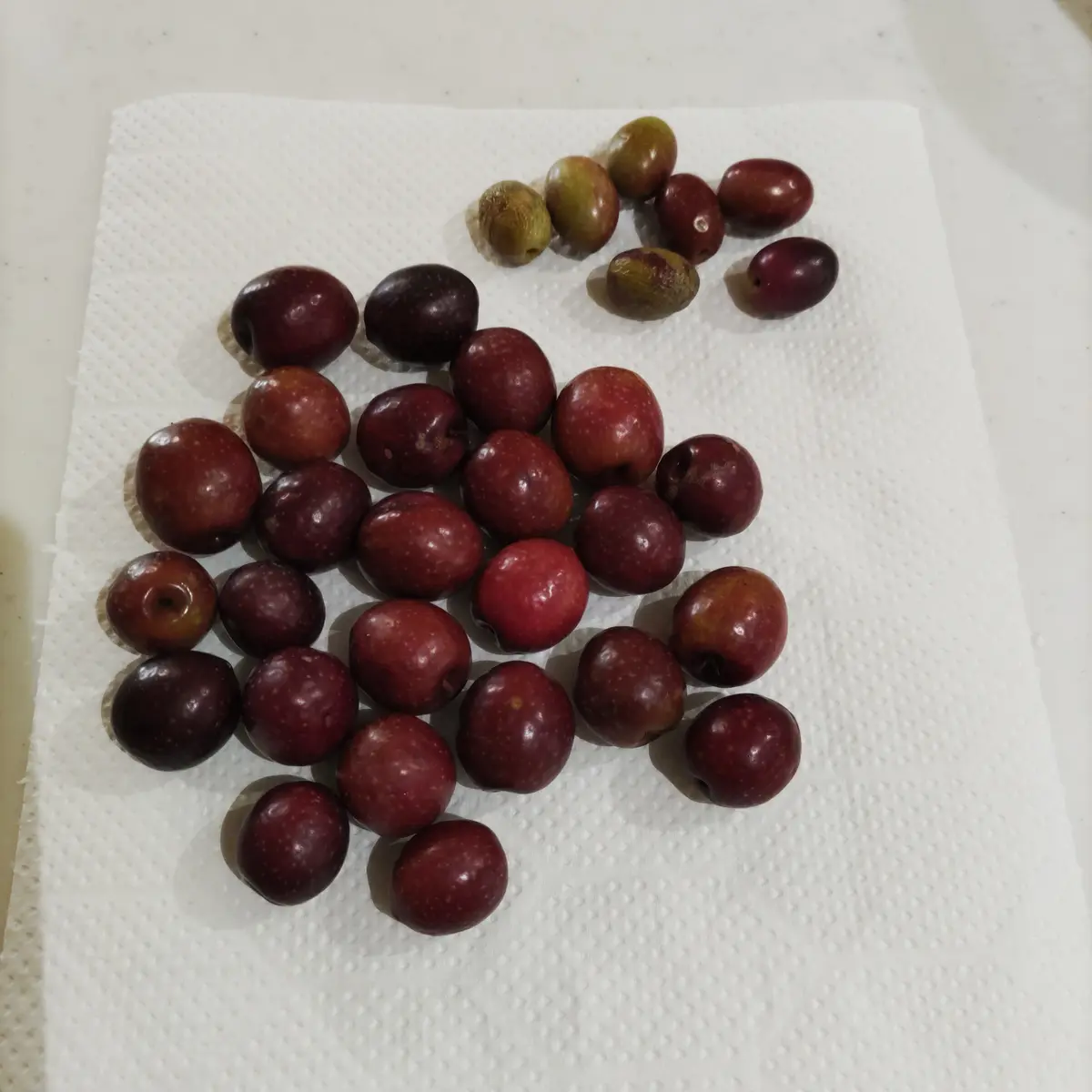 オリーブの実🫒食べてみよう！パート2｜そだレポ（栽培レポート