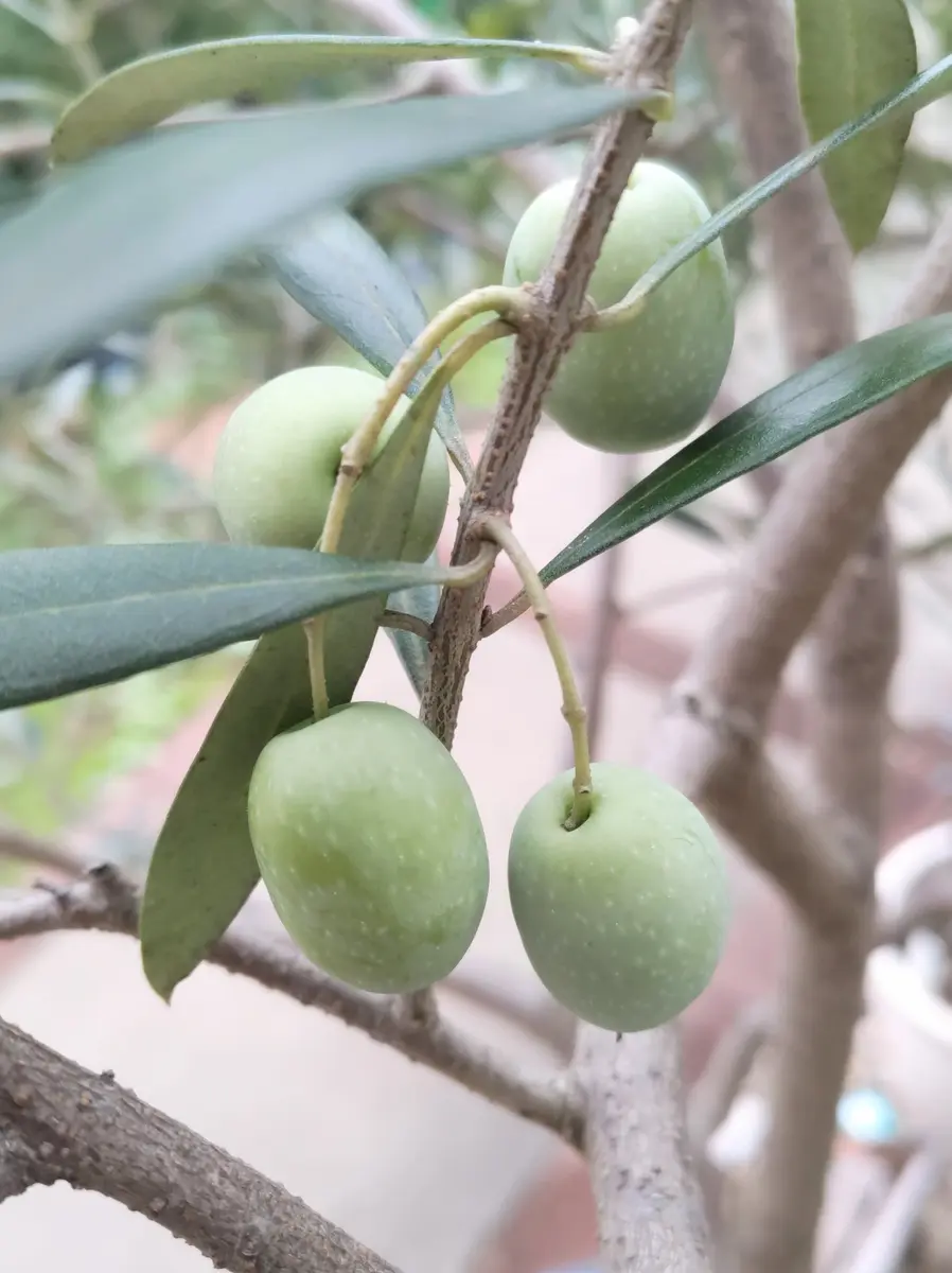 オリーブの実🫒食べてみよう！パート2｜そだレポ（栽培レポート