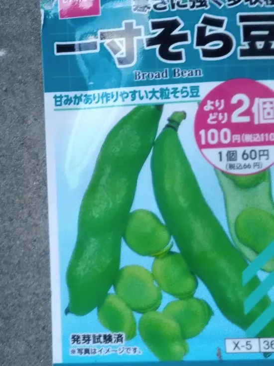 ダイソー種一寸そら豆を育てる☘️｜そだレポ（栽培レポート）by