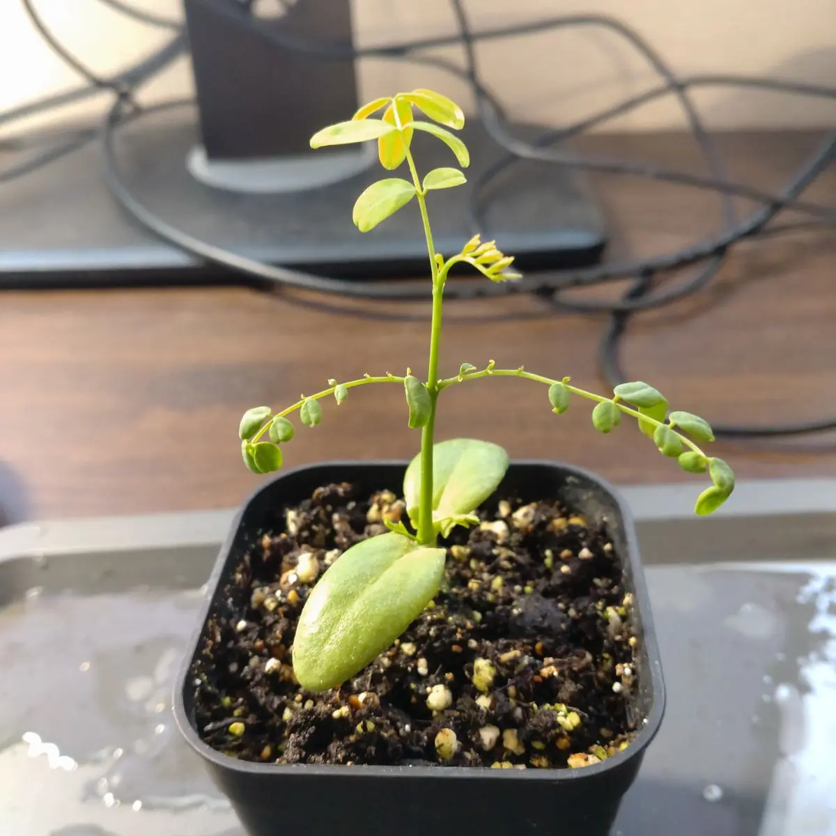 デロニクス デカリー デロニクス デカリー Delonix Decaryi no 61434