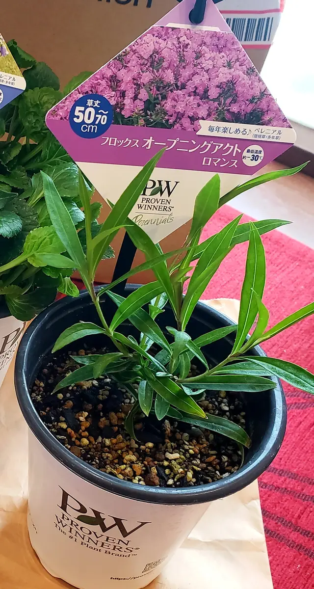 PWフロックスを育てる🎵｜そだレポ（栽培レポート）byみどりガーデン