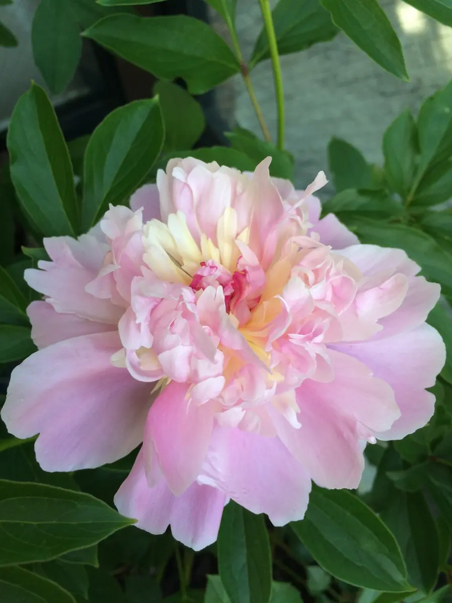 姿が一日で変化！「立てば芍薬」-そだレポ｜みんなの趣味の園芸