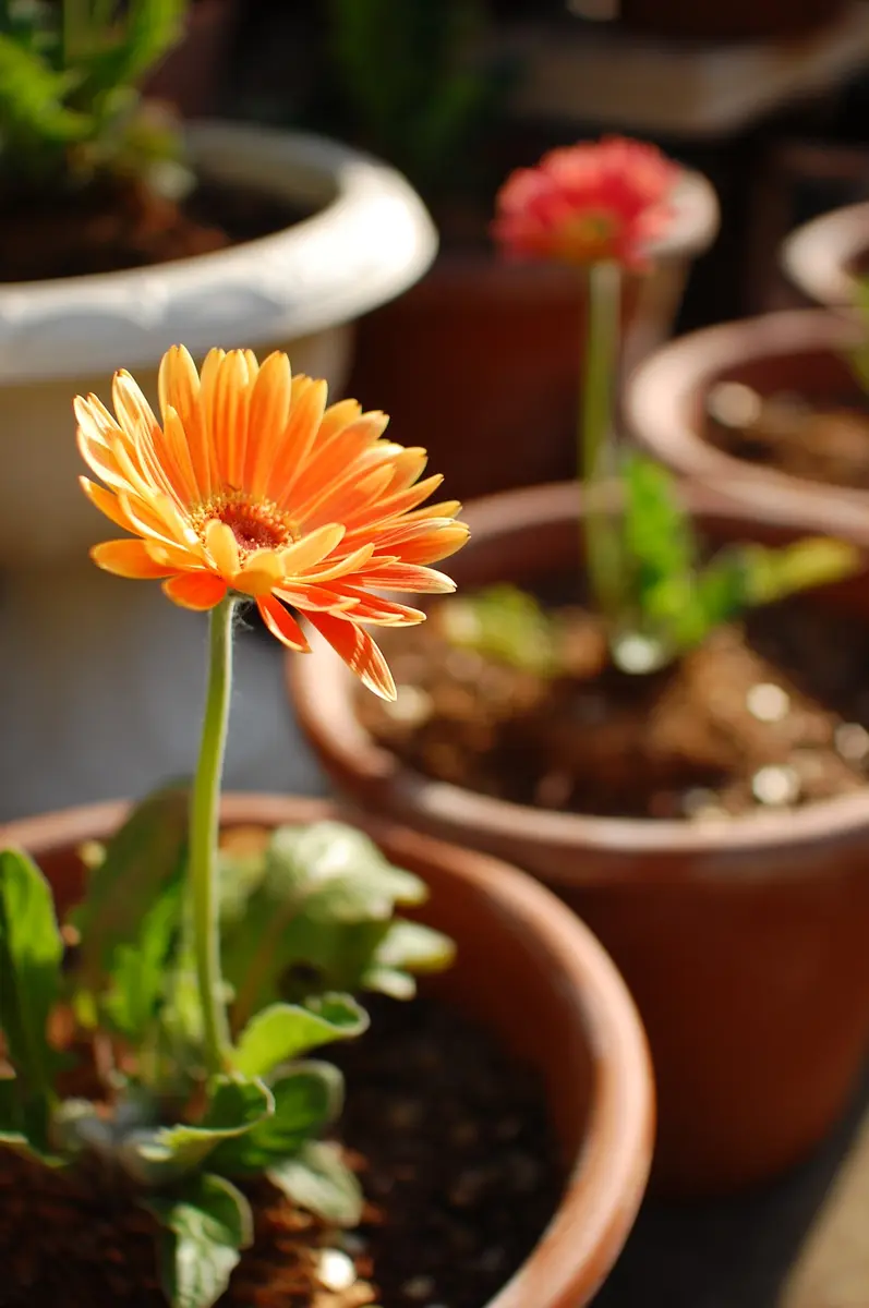 丸くてきれいなガーベラを咲かす｜そだレポ（栽培レポート）byちんく