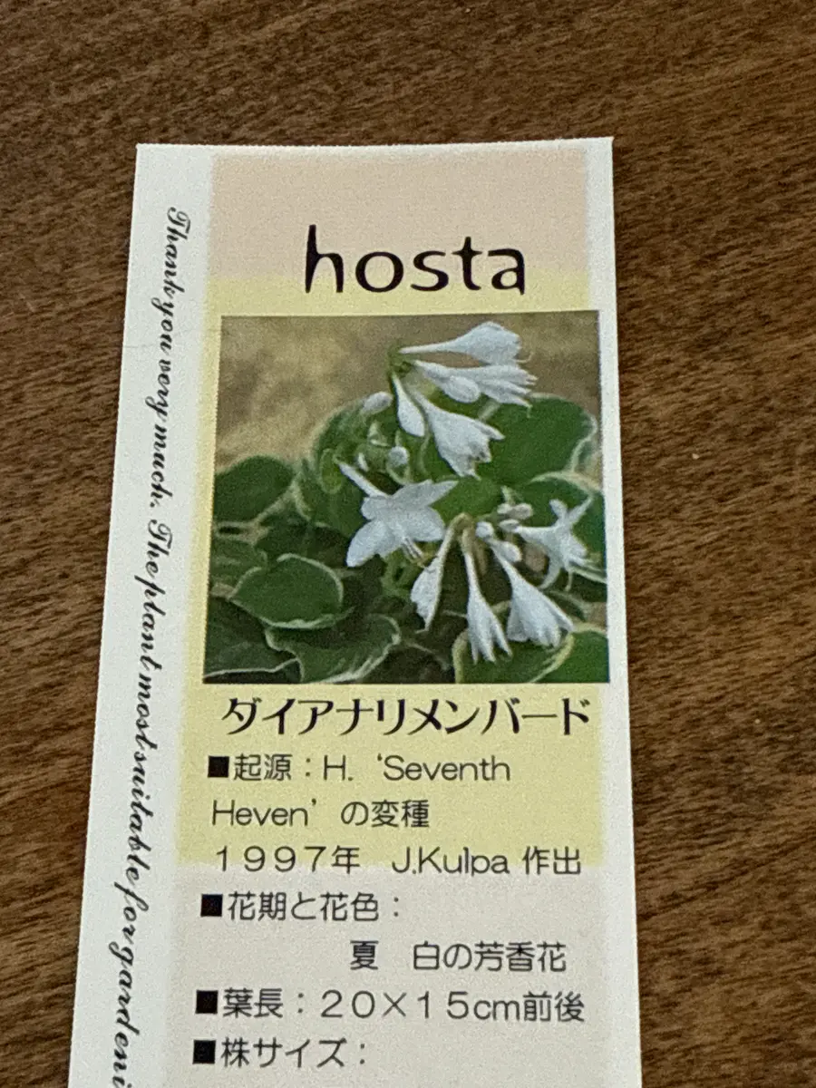 ホスタダイアナリメンバード｜ギボウシ（ホスタ）のそだレポ（栽培