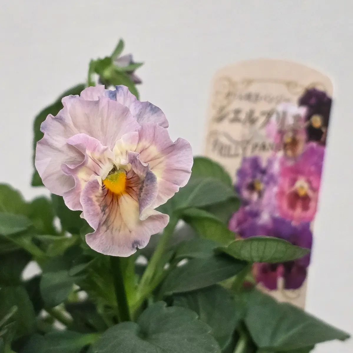 シエルブリエ　忘れな草など　鉢植え ○フリル咲きパンジー 『シエルブリエ』 【クリーム系】 花日和