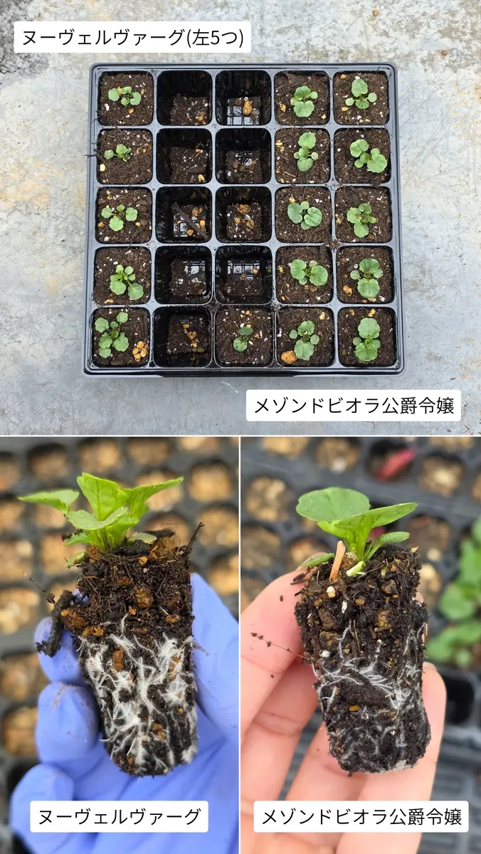 大ズボラがビオラを種から育てる～10月まき～｜そだレポ（栽培レポート