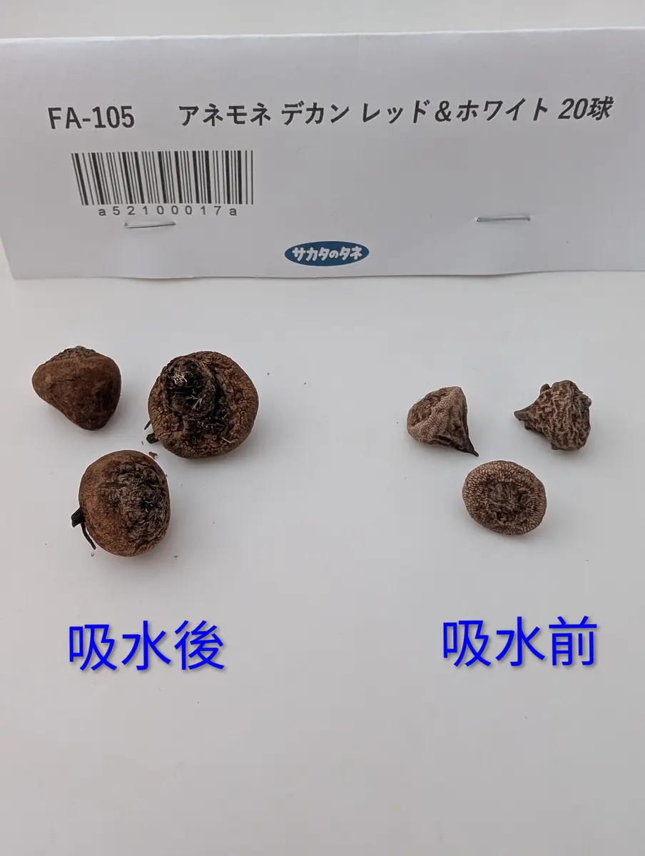 アネモネを球根から育てる｜そだレポ（栽培レポート）by寿司子