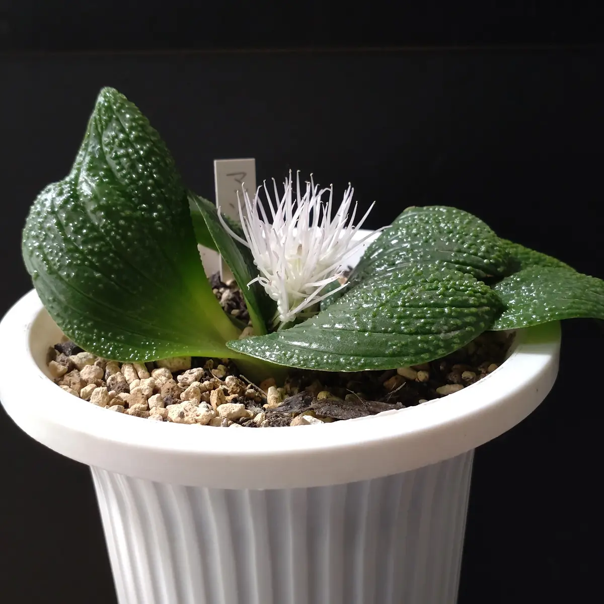 今年のマッソニア！お目覚めから開花、その後まで｜そだレポ（栽培