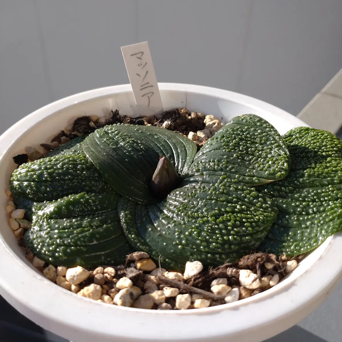 今年のマッソニア！お目覚めから開花、その後まで｜そだレポ（栽培