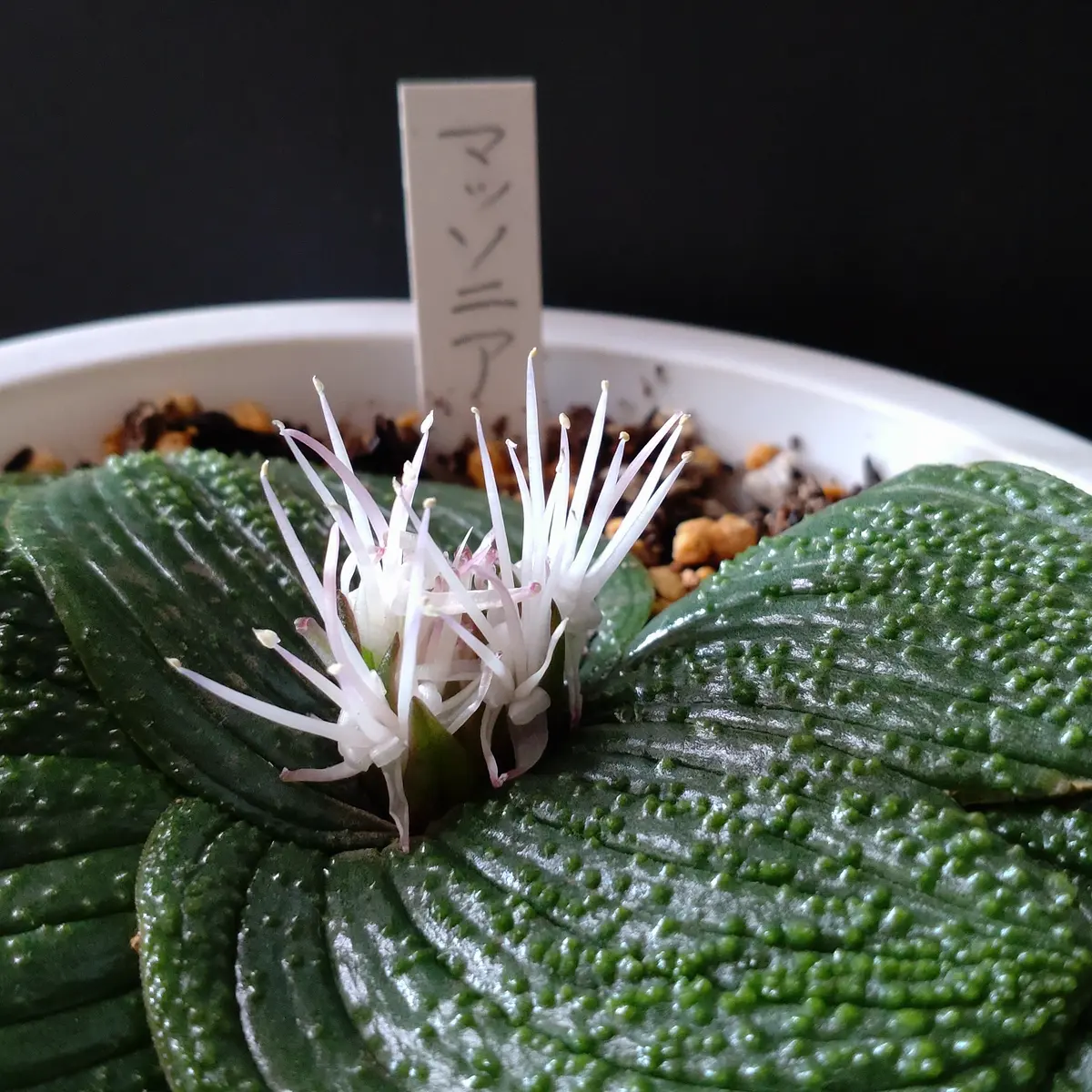 今年のマッソニア！お目覚めから開花、その後まで｜そだレポ（栽培