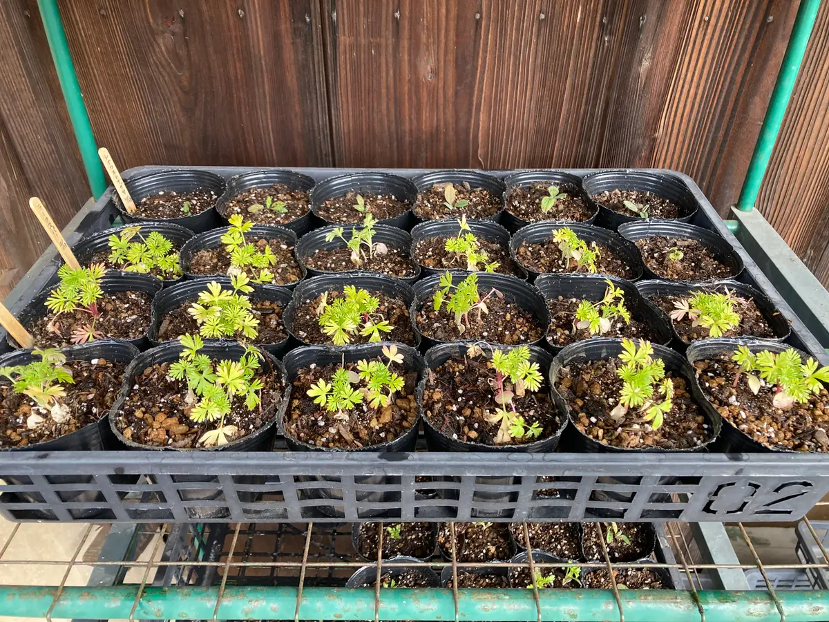 千鳥草（チドリソウ/ラークスパー）を種から育てる｜そだレポ（栽培