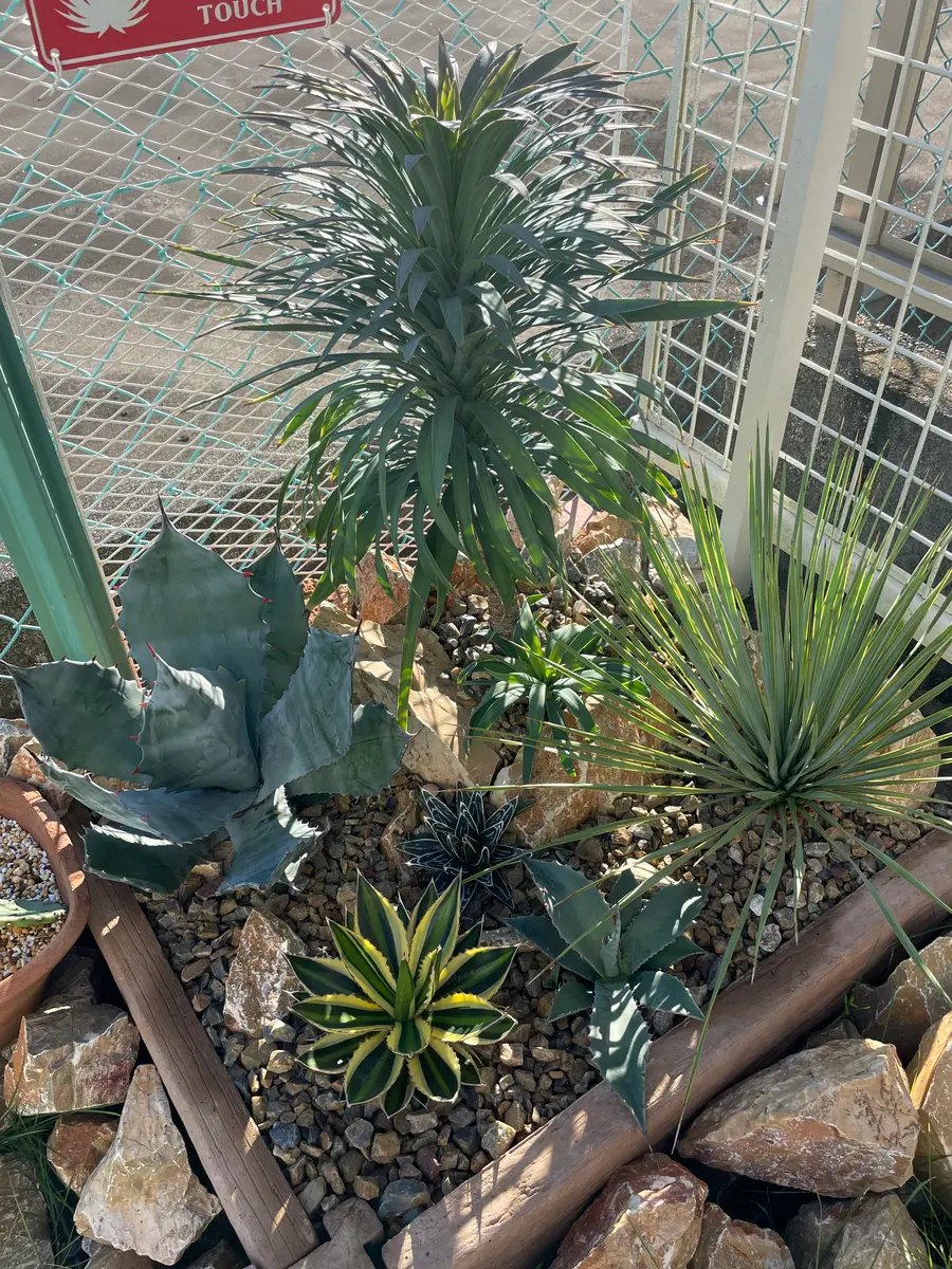 ドライガーデン｜そだレポ（栽培レポート）by東風の窓べ｜みんなの趣味