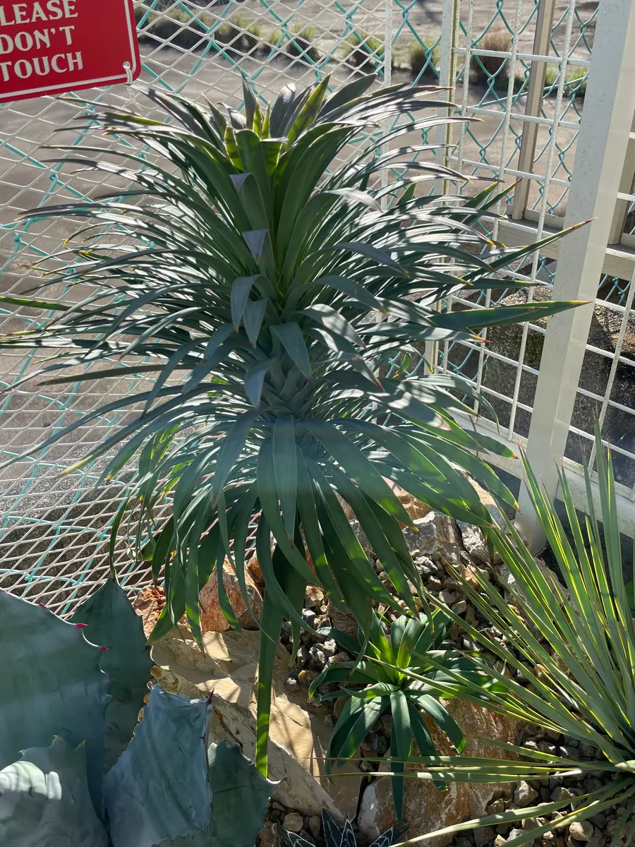 ドライガーデン｜そだレポ（栽培レポート）by東風の窓べ｜みんなの趣味